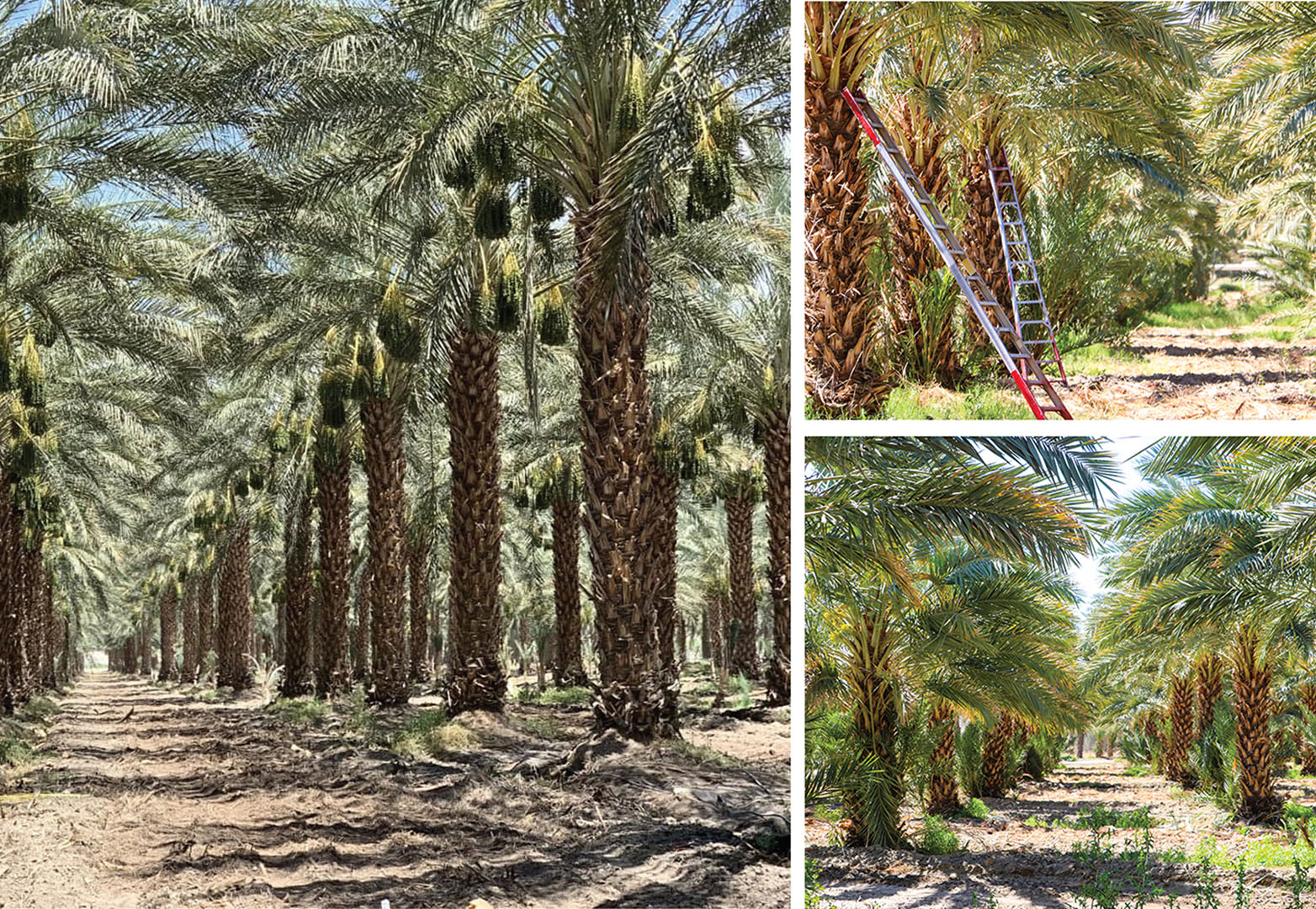 40 AC Ave 66 & Jackson, TH Featured Image