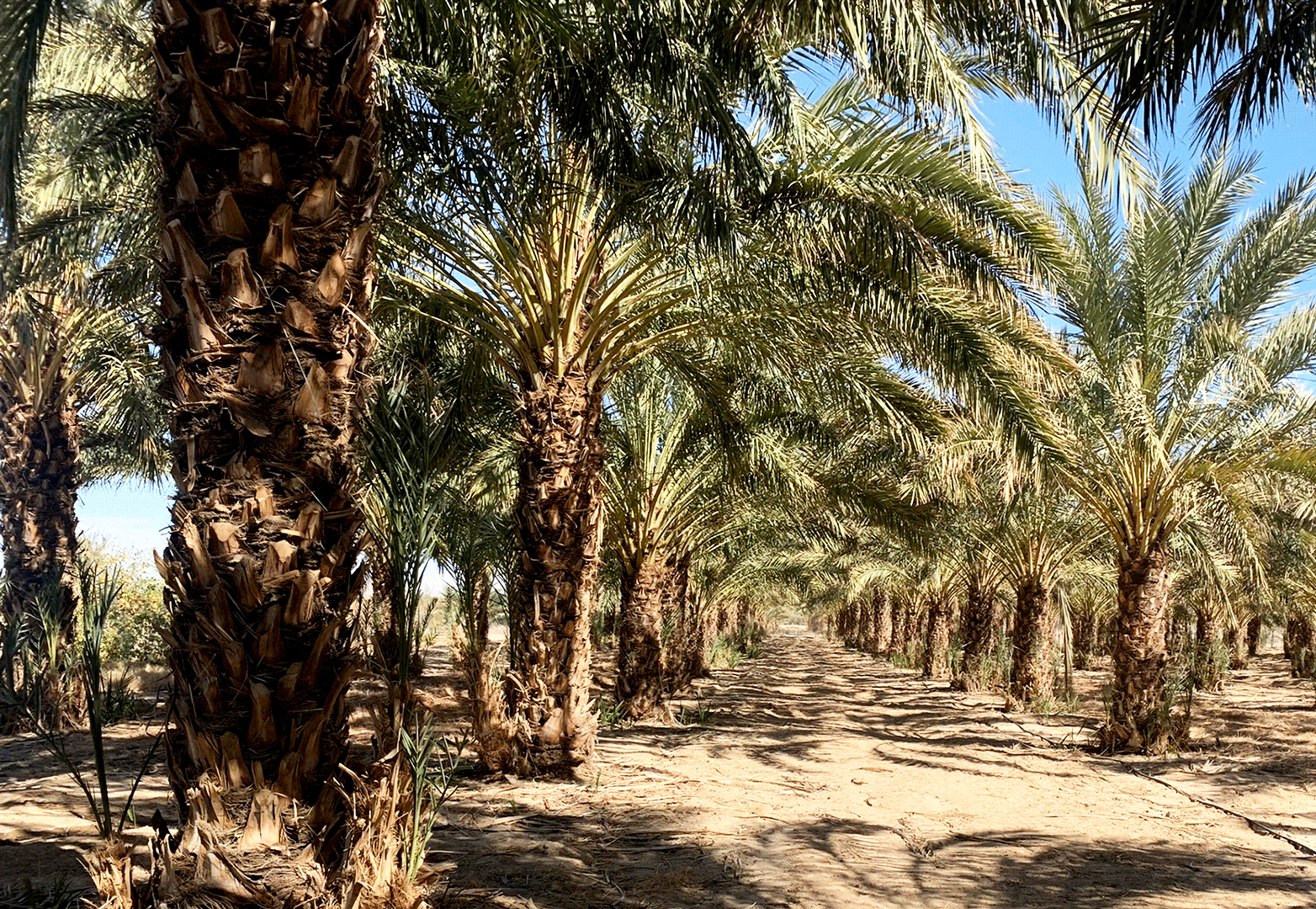 67.19 AC E Hwy 111 & Capp Rd, Desert Center Date Featured Web